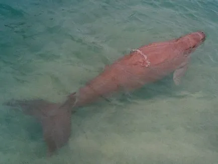 Каква е Dugong