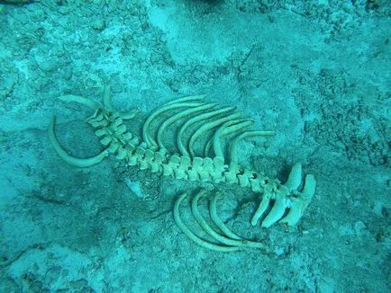 Каква е Dugong