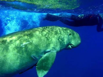 Каква е Dugong