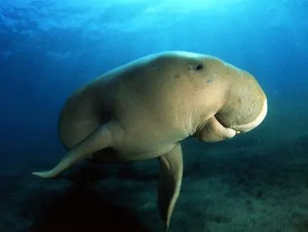 Каква е Dugong