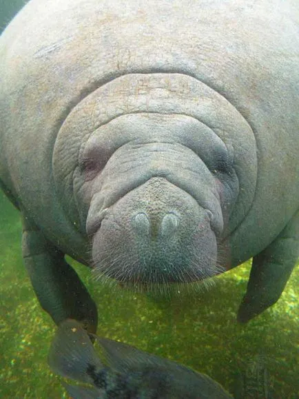 Каква е Dugong