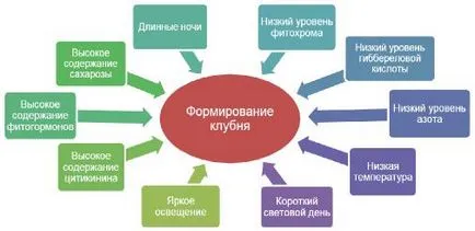 Какво е картофени клубени Какво е картофени клубени
