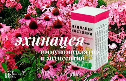 Ехинацеята е това, което е