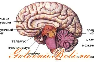 хипофизната жлеза на мозъка, че е хипофизната жлеза на мозъка, че е