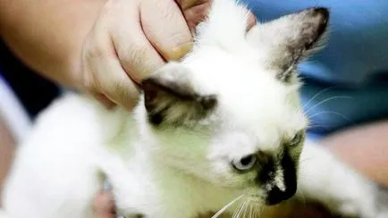 Къде е котката, която
