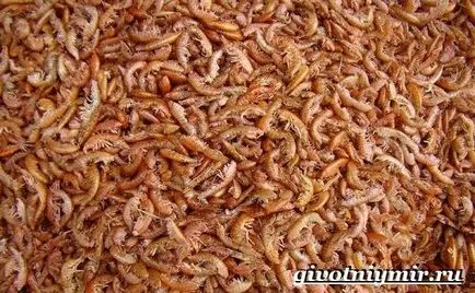 Гамарус какво е
