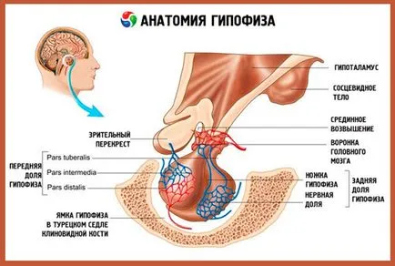 хипофизната жлеза на мозъка, че е хипофизната жлеза на мозъка, че е