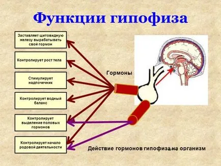 хипофизната жлеза на мозъка, че е хипофизната жлеза на мозъка, че е