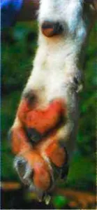 Wild породи кучета