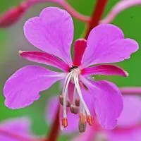 Колко полезна fireweed