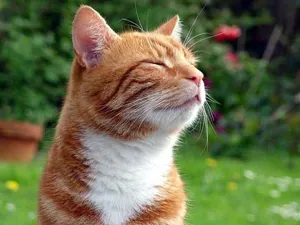 Deksafort за котки