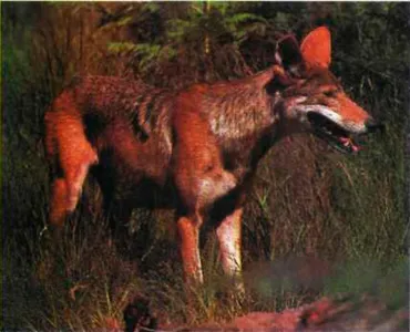 Wild породи кучета