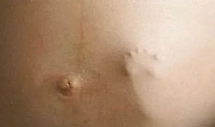 Какво е патица