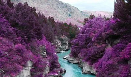 Какво е патица