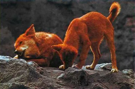 Wild породи кучета