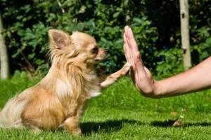 Dogipediya - всичко за кучета - новини, статии, снимки