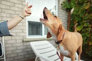 Dogipediya - всичко за кучета - новини, статии, снимки