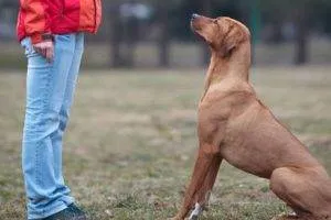 Dogipediya - всичко за кучета - новини, статии, снимки