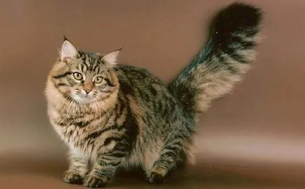 Дългокосмести породи котки списък със снимки, за оформяне - murkote за котки и котки