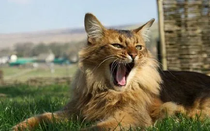 Дългокосмести породи котки списък със снимки, за оформяне - murkote за котки и котки