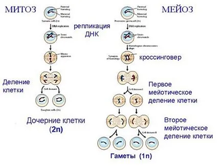 Cell разделяне - studopediya