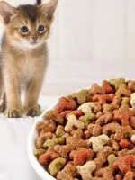 Когато за ваксиниране на котката ви Когато за ваксиниране на котката ви