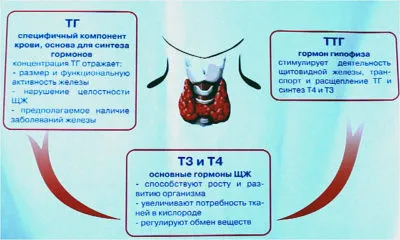 Хормоните са отговорни за тегло