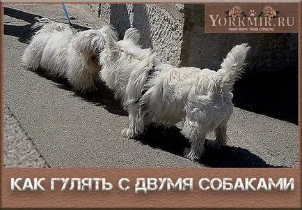 Един с две кучета