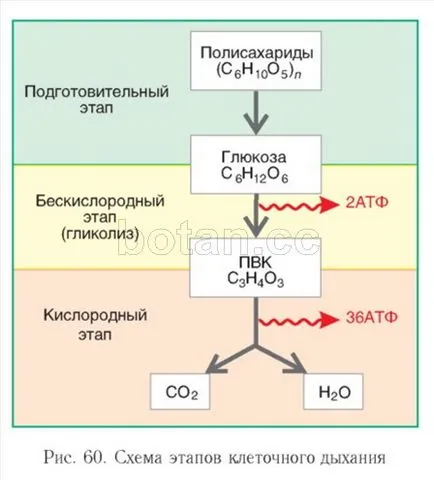 Като клетка дишане
