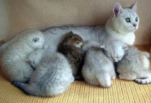 Котенца обичат да доведе до