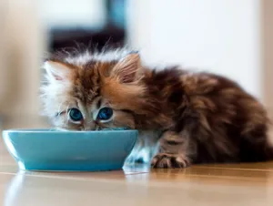 Котенца обичат да доведе до
