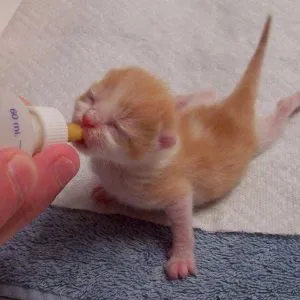 Котенца обичат да доведе до Котенца обичат да доведе до