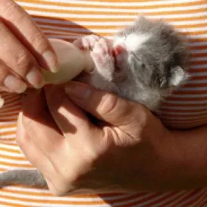 Котенца обичат да доведе до Котенца обичат да доведе до