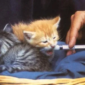 Котенца обичат да доведе до Котенца обичат да доведе до