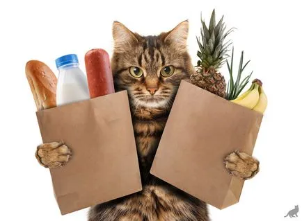 Котенца обичат да доведе до
