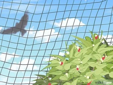 Какво изплаши врана