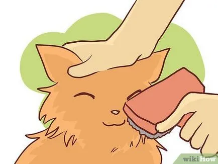 Как да се къпят коте