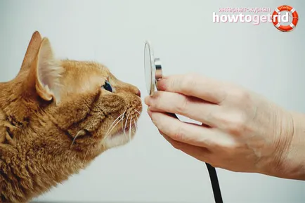 Как за лечение на котка хрема Как за лечение на котка хрема