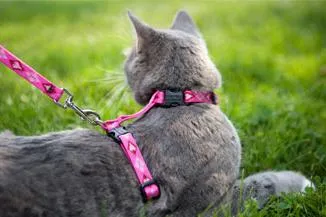 Как да нося колан на котката Как да нося колан на котката