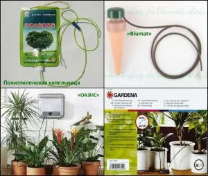 Как да се пресаждат кълновете Как да се пресаждат кълновете