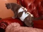 Къде е котката, която