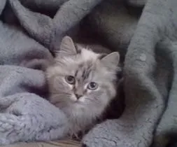Къде е котката, която