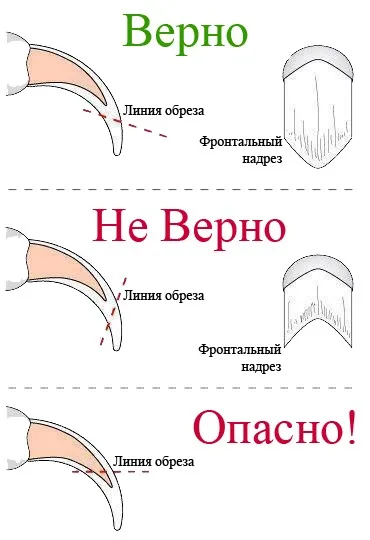 Отрязаното нокти при котките