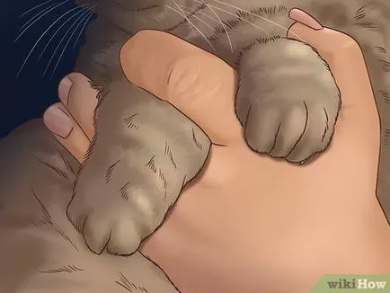 Отрязаното нокти при котките