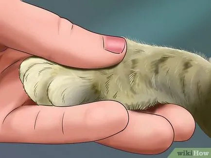 Отрязаното нокти при котките