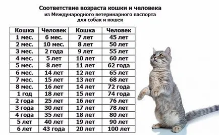 На колко години е котката за една година