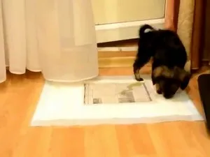 Как да научим кученце Йорк Как да научим кученце Йорк
