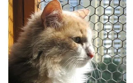 Ако котката падна от прозореца