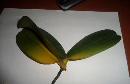 Phalaenopsis - жълто и изсъхват листа