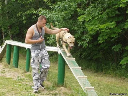 Куче обучение у дома